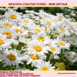 221 — ♥ Стихи друзей ♥ Душа людей похожа на цветок  √ Проснись, –– шепнула мне звезда с небес  √ Господи, здравствуй…